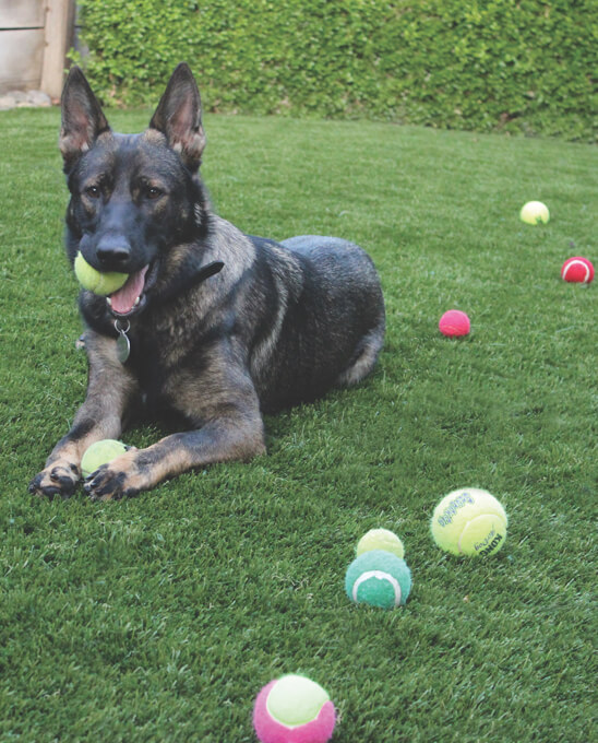 Pet Friendly Artificial Turf